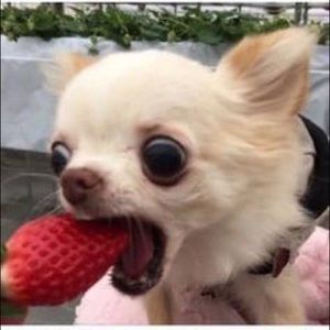 Meet your Posher, Dana